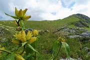 36 Genziana punteggiata (Gentiana punctata) con Zerna e Masoni 